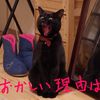 猫の鳴き声がおかしい！？理由は？