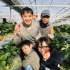 いちご🍓狩り情報　新春1月4日(土)晴れ☀️