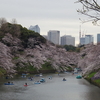 千鳥ヶ淵・北の丸公園に桜を見に行って来ました。