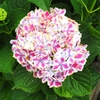 鳥取県西伯郡南部町の「とっとり花回廊」に咲く花たち（8）