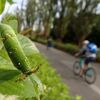 ご近所の街角にいっぱいいる虫＝アカボシゴマダラ幼虫