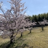 桜撮影終了