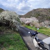 桜が満開になってきました♪