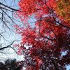 天城の紅葉と太郎杉