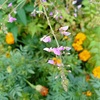 花開くとき蝶来たり　蝶来るとき花開く