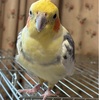 オカメインコのぴーこちゃん