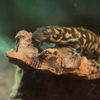 タイガーサラマンダー Ambystoma tigrinum