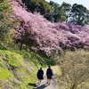 河津桜