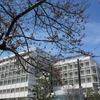 桜の花は真っ盛り！見学会・インターンシップも真っ盛り！