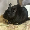 くろごまあん二世 206日目