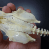 ニワトリの骨格標本