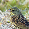 新しい超望遠レンズ (Sony SEL70350G) のテストのために，近所の川原で野鳥を撮ってみた