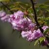 火打谷菊桜