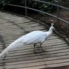 大宮公園小動物園のサパライズ