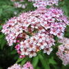 ２０１３／０６　北総　花の丘公園