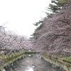 弘前公園、開花宣言