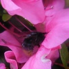 ツツジの蜜を吸いに来た蜂