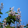 松之山の満開の桐の花にとまる鳥