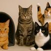 ティムール ゼイナルプール🐱毛色でわかる？猫の本当の性格を解読する