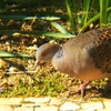 野鳥が庭に集う日々