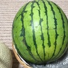 でっかいスイカ🍉