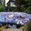雨引観音の池に浮かんだ紫陽花が映える　【紫陽花スポット】【紫陽花ライトアップ】