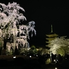 世界遺産・東寺の桜（夜桜ライトアップ）