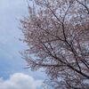 駿河平自然公園の桜はひらひら散っていた。