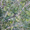 チャイロカケス Brown Jay