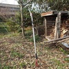 栗の木の剪定　さて今年の栗はこれくらいに　Pruning a chestnut tree