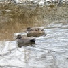 寒い日に見かけたカモたち