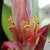 ピンクバナナの二つ目の開花ハイビスカス、バタフライピーが順調！