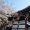 妙顕寺の桜。見頃や開花状況。