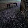 散る枝垂れ桜