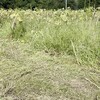 🌻ひまわり畑の刈り取りと緑肥のすき込み🚜