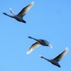 餌場へと飛び立つ白鳥たち