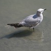 ワライカモメ(Laughing Gull)