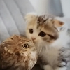 フクロウとネコ(=^_^=)