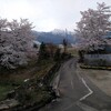 今日の花・散りゆく短命の桜
