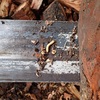 ケヤキの木の幼虫　お休み　Larvae in the zelkova tree