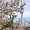 桜の写真☆