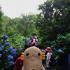 Meigetsu-in (Hydrangea temple) in Kita-Kamakura, Kanagawa, Japan 
