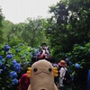 Meigetsu-in (Hydrangea temple) in Kita-Kamakura, Kanagawa, Japan 