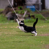 隣市南離島のねこさん