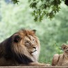 獅子のまねごと　―ロッペン鳥奇話―