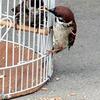 parental love　親鳥偉業