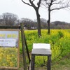 フラワーパーク江南　菜の花畑・エドヒガン桜