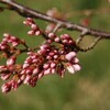 岩手県盛岡市の桜はまだ満開ならず‥‥