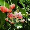 神代植物公園のショクダイオオコンニャクを見に行ってきました その2(コンニャク以外)