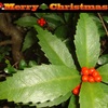 クリスマス